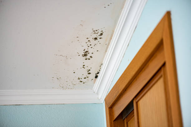 Best Black Mold Remediation in Melrose, MA